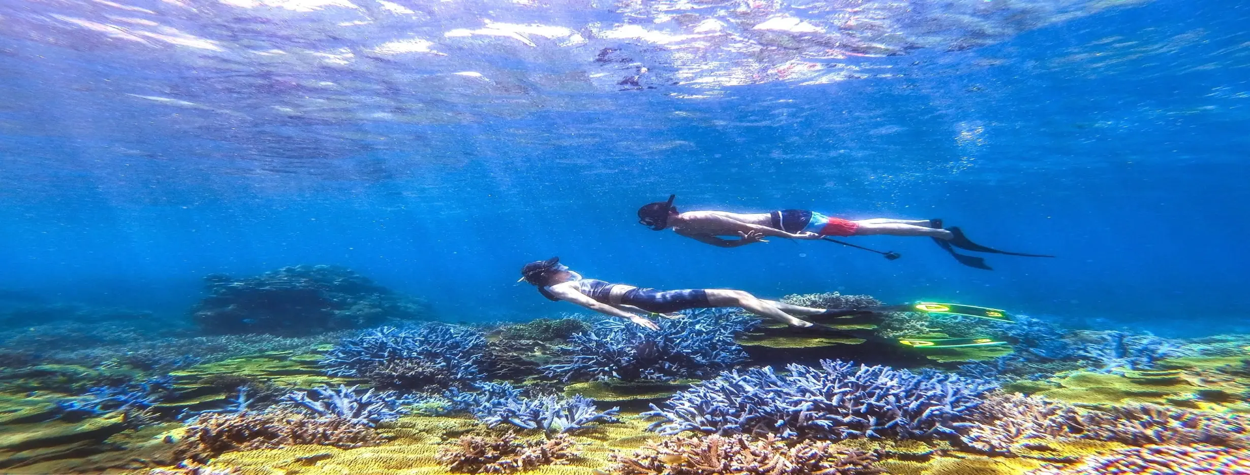 Image for Snorkeling Paradise